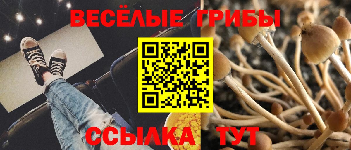 Павлово  Псилоцибиновые грибы мицелий  цена наркотик  Вход с VPN 